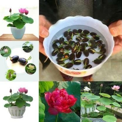 Premium Flower seeds™
