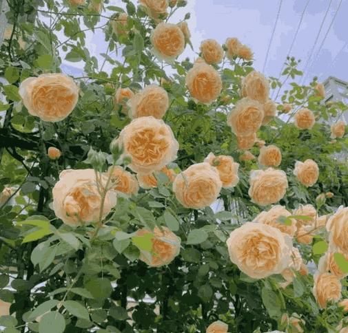Elegant Climbing Rose Flower Seeds™