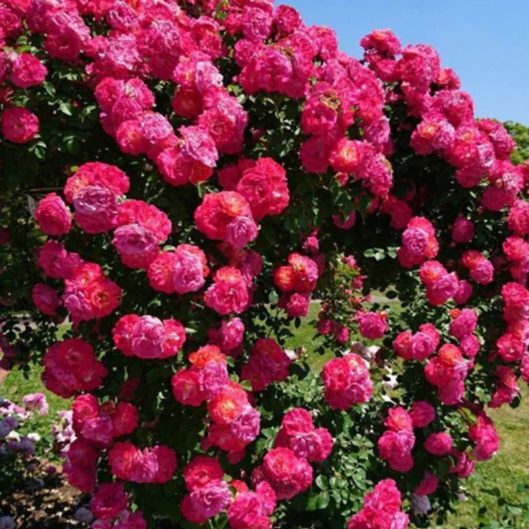 Elegant Climbing Rose Flower Seeds™