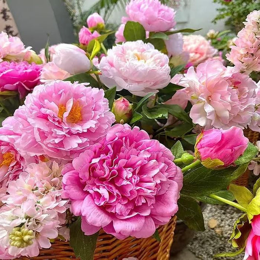 The Queen of Flowers Peony Flower™ (Pack of 20)