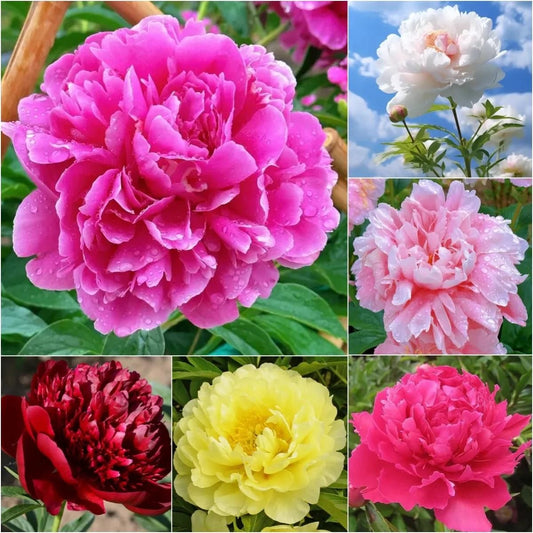 The Queen of Flowers Peony Flower™ (Pack of 20)