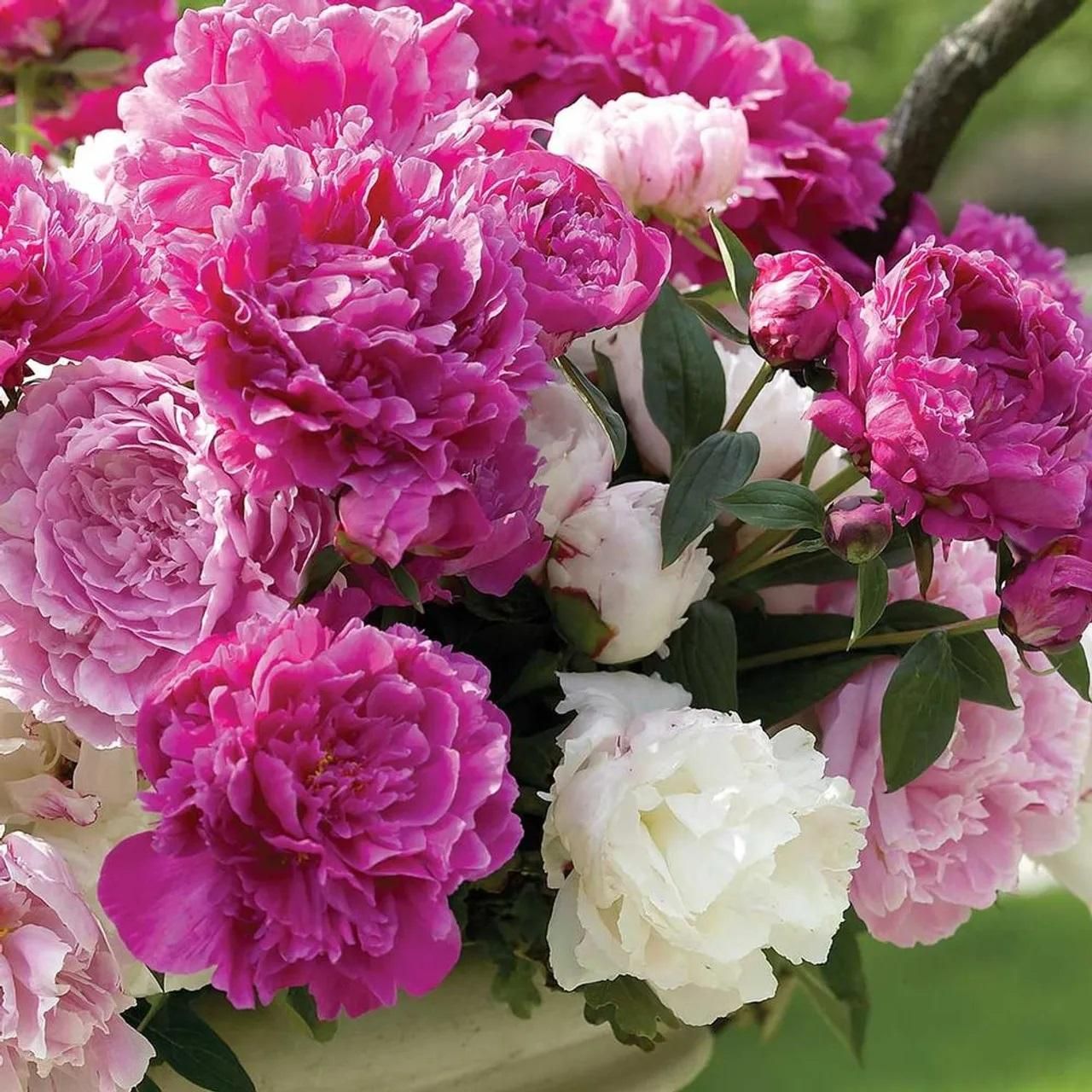The Queen of Flowers Peony Flower™ (Pack of 20)