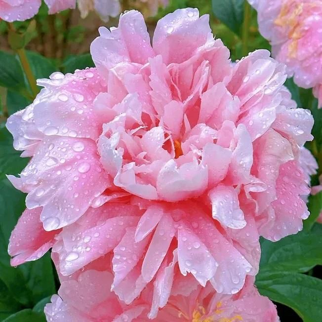 The Queen of Flowers Peony Flower™ (Pack of 20)