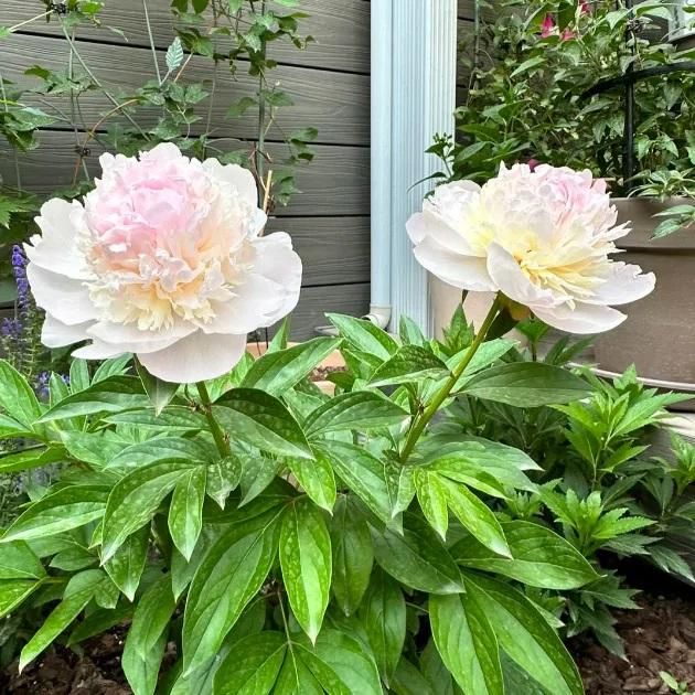 The Queen of Flowers Peony Flower™ (Pack of 20)