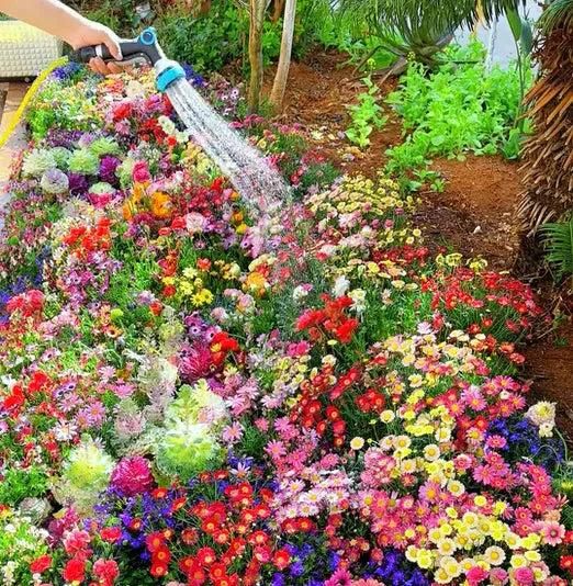 Varieties of Flower Seeds™ (Pack of 100)